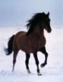 horse.jpg