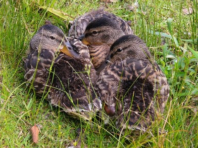 һ¹ۿͼƬ
 ============== 
Ϊ
糿DEER LAKE
