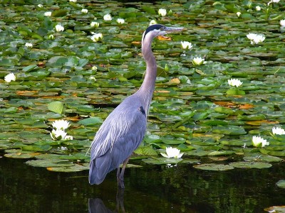 һ¹ۿͼƬ
 ============== 
ʿ
 DEER LAKE
