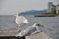 DSC_2961a.jpg