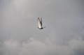 DSC_2998a.jpg