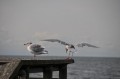 DSC_3012a.jpg
