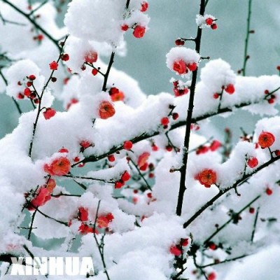 ��һ���^�������DƬ
 ============== 
ѩ÷
