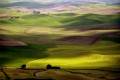 WHEAT FIELD-1.jpg