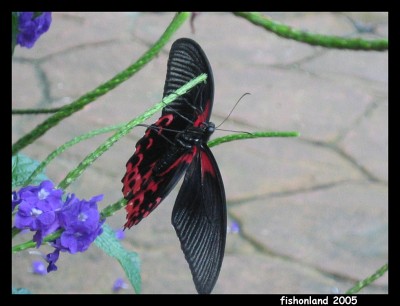 һ^DƬ
 ============== 

Canon S400 

