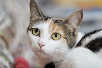 һ^DƬ
 ============== 
ҕ
PI: LDJ