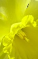 Narcissus-Carlton-1.jpg