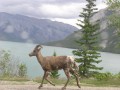 Bighorn goat.JPG