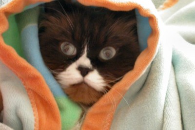 һ^DƬ
 ============== 
Cat
