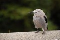 DSC_2945_�sС��С.jpg