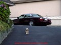 cute dog 2.jpg