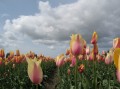 Tulips land 2.jpg