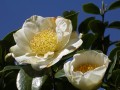 DSCN4451.jpg