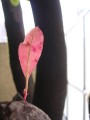 DSCN4481.jpg