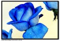Blue Rose.jpg