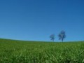 sunny~1.jpg