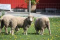 sheep.jpg