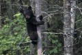 black_bear_cub_sc69~0.jpg