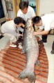 yinggu84~0.jpg