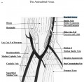 Anatomy