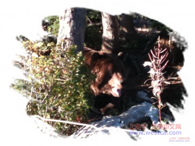 һ¹ۿͼƬ
 ============== 
Bear
