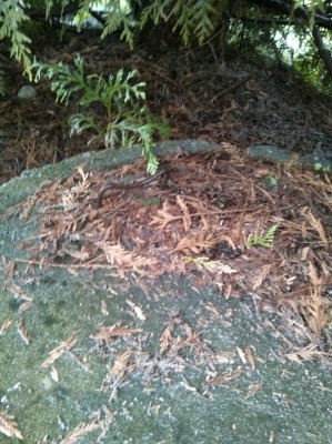 һ¹ۿͼƬ
 ============== 
