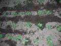 4e6e7977.jpg