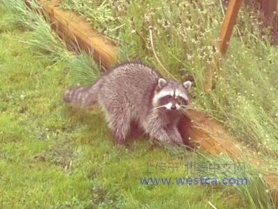 һ^DƬ
 ============== 
raccoon
