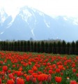 IMG1.jpg