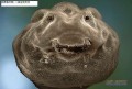 ȱʡ