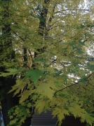 56434d372.jpg
