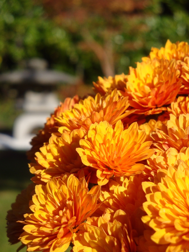 秋菊garden Mums 吾家小园