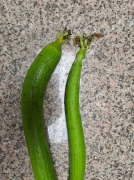 ϴ