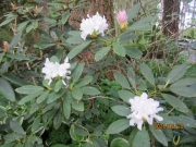 4e555239.jpg