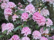 7350544f.jpg