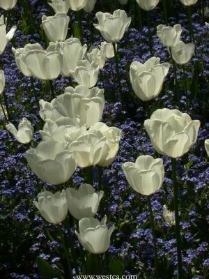һ¹ۿͼƬ
 ============== 
㣨壩
5¸绪Buchart Garden 黨԰
ؼ:   5    Buchart Garden