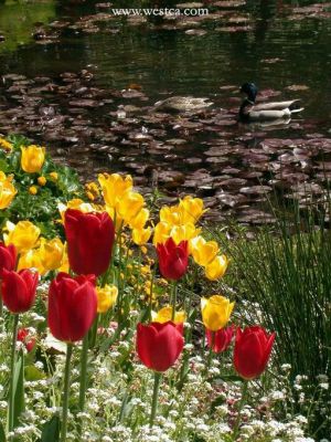 һ¹ۿͼƬ
 ============== 
㣨
5¸绪Buchart Garden 黨԰
ؼ:   5    Buchart Garden