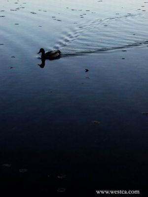 һ^DƬ
 ============== 

6z Deer Lake
PI: B  6  Deer Lake